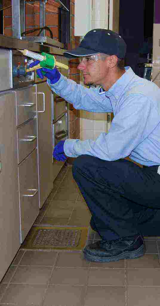 Pest Control & Extermination in Burlington, Oakville & Hamilton