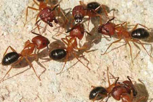 Ants Ants Everywhere