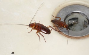 Got cockroaches in the House? Beware of these 5 Health Risks Associated With Them