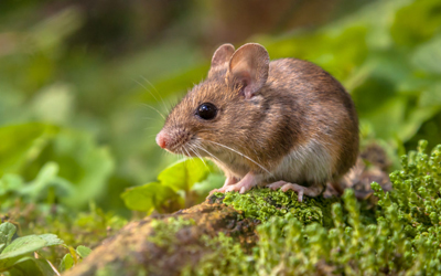 Top Reasons To Avoid Do-It-Yourself Mice Control