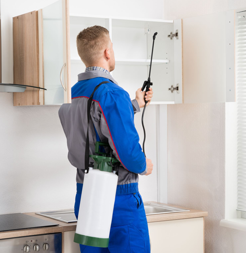 Pest Control Burlington Pest Control Burlington