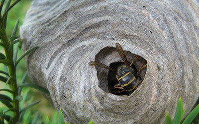 Hornet-Nest