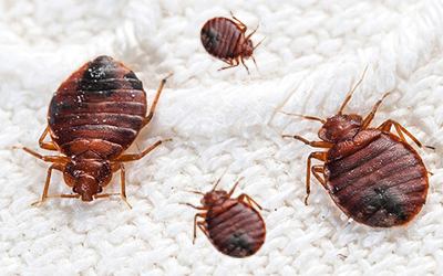 5-popular-bed-bug-misconceptions