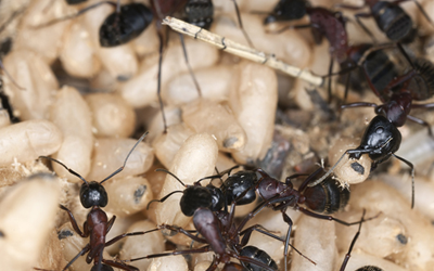 3 Harmful Threats An Ant Infestation Can Cause 