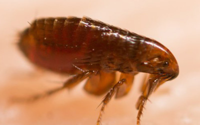 Flea Infestation? A Complete Guide For Pest Extermination