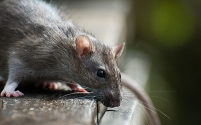 5 Signs of Rodent Infestation
