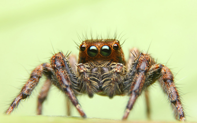 3 Things To Know Why Spiders Should Stay At The Bay