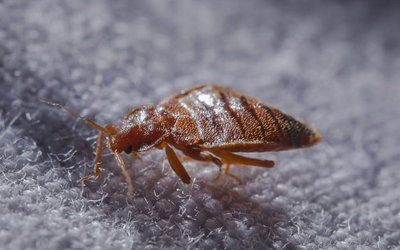 Inspect Bed Bugs