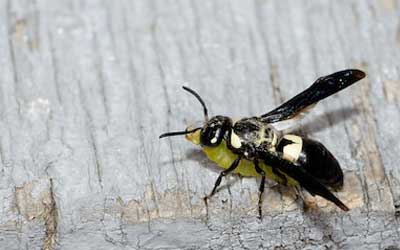 Baldfaced Hornets