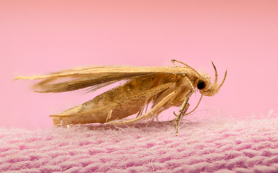Moth Infestation
