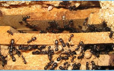 Carpenter ants inside damp wood – how to get rid of ants in a Burlington home