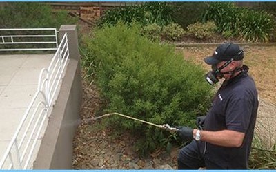 Technician treating shrubs and siding for spider control in Burlington