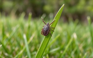 Blacklegged deer tick on a blade of grass – tick control in Burlington