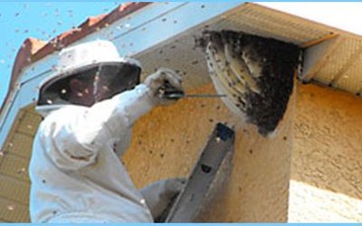 Technician in a bee suit removing a wasp nest from a soffit – wasp control around a Burlington home