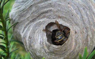 Paper wasp nest hidden in a garden shrub – where wasps build nests around Burlington homes