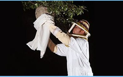 Technician in a bee suit bagging a hanging wasp nest – wasp nest removal in Burlington