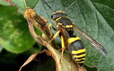 Yellow jacket wasp on a leaf in late summer – wasp season in Burlington, Ontario